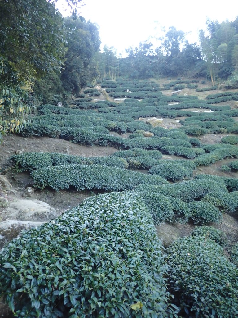 P2056625.JPG - 竹山  留龍頭  茶園風光