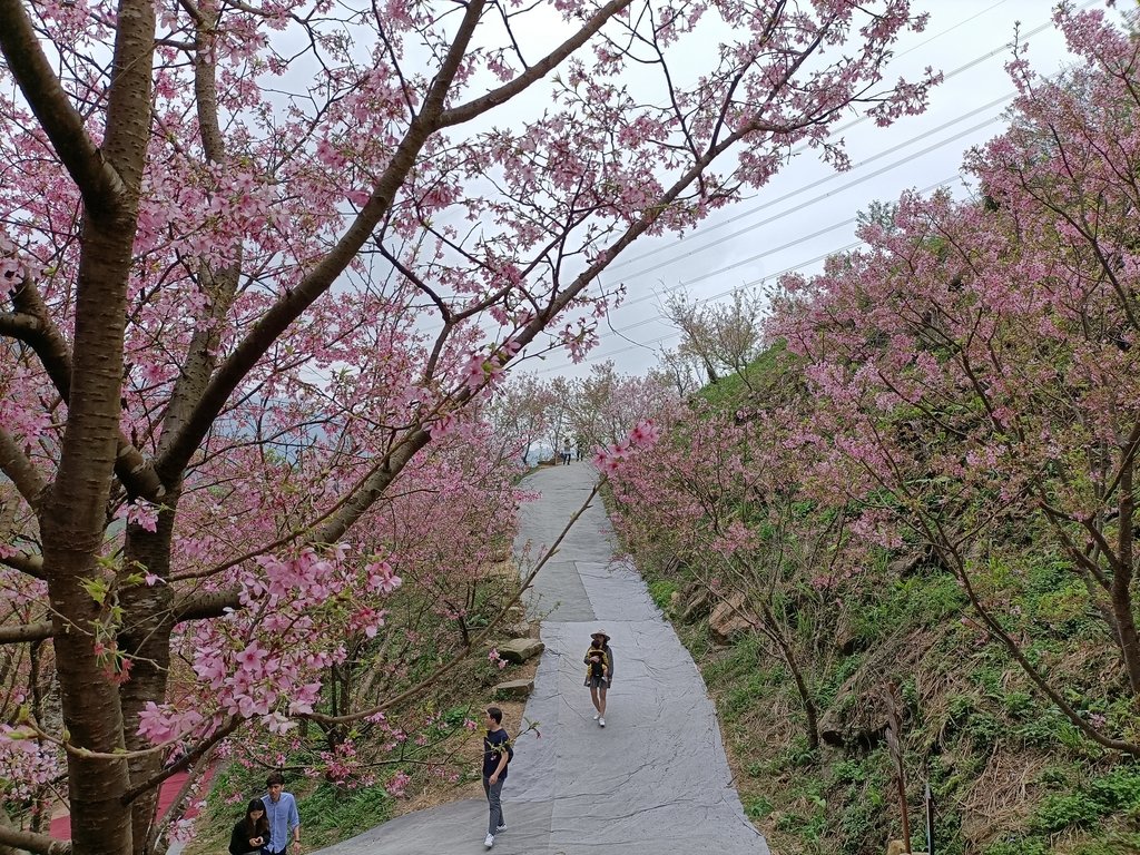 IMG20210226123845.jpg - 三峽  熊空  大熊櫻花林