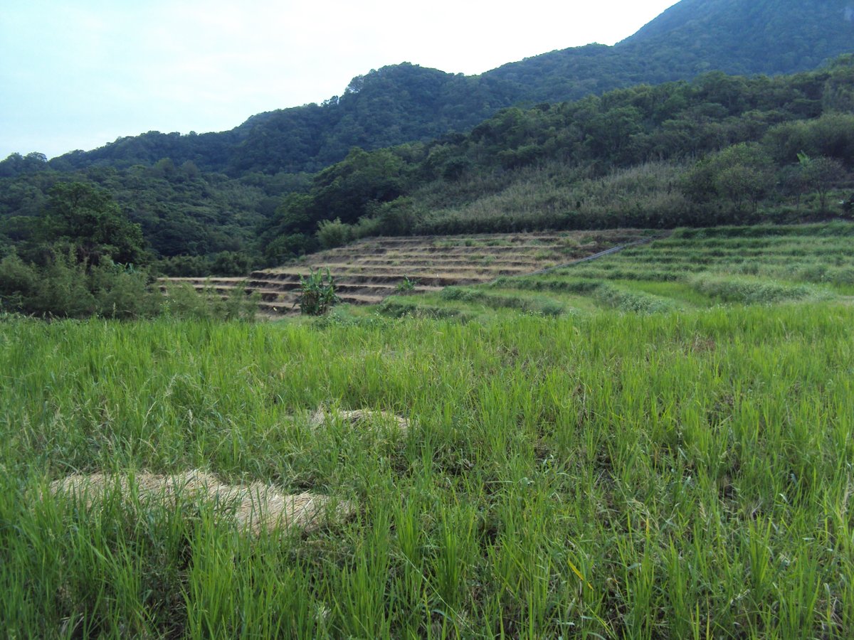 DSC09059.JPG - 金山  葵扇湖田野風光(二) 