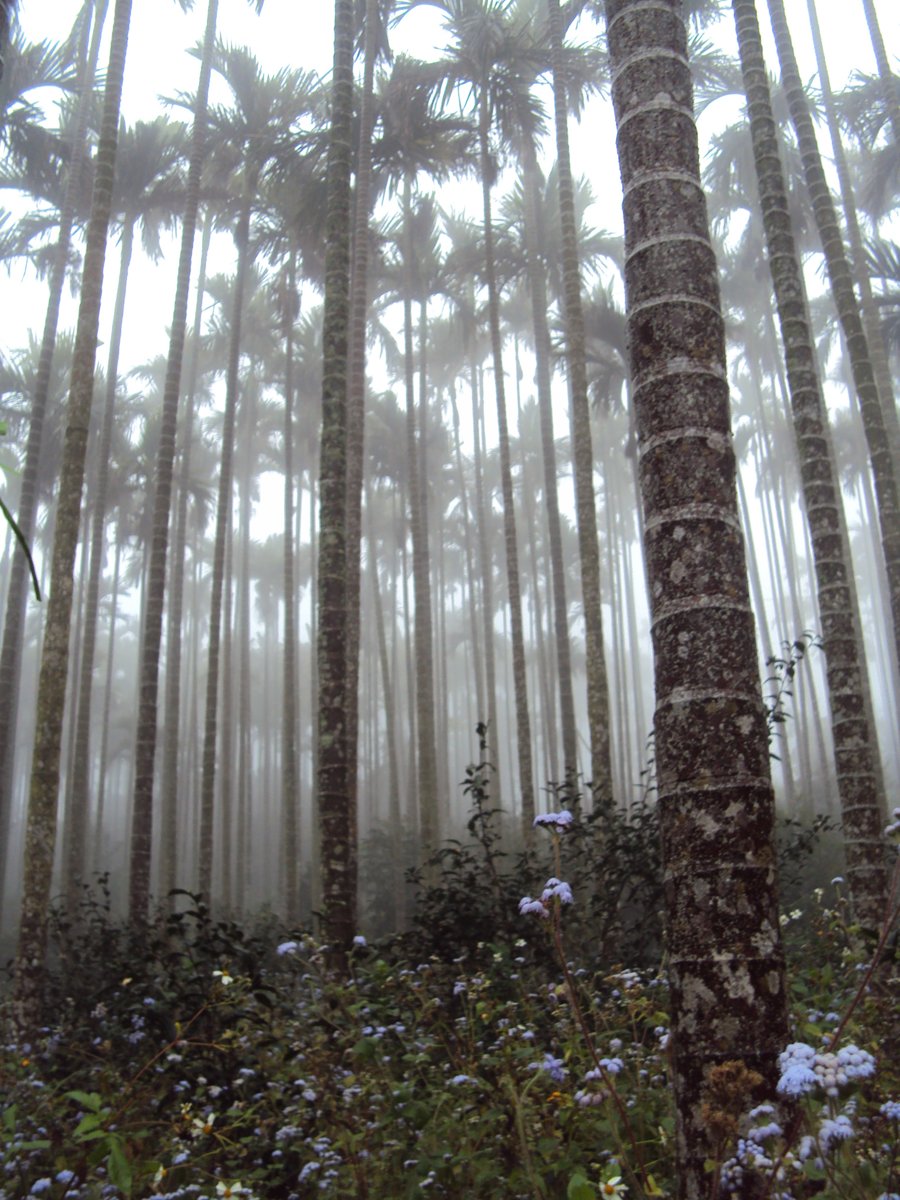 DSC07687.JPG - 南投  永興  晨霧山林