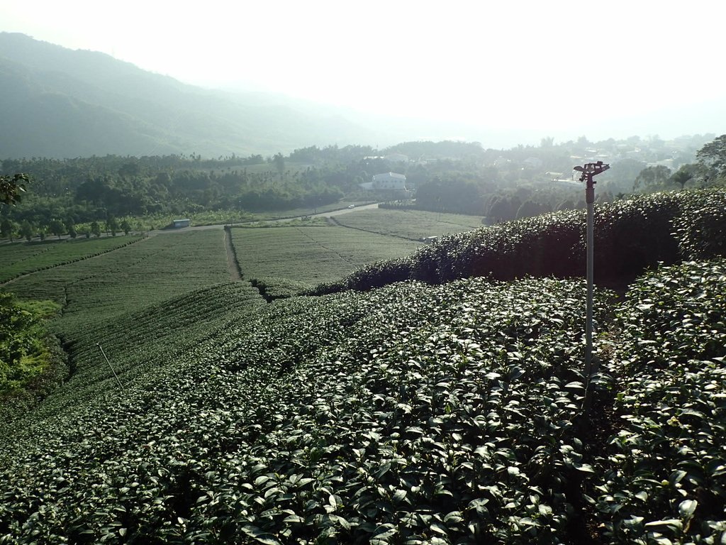 PB225329.JPG - 竹山  山坪頂茶園