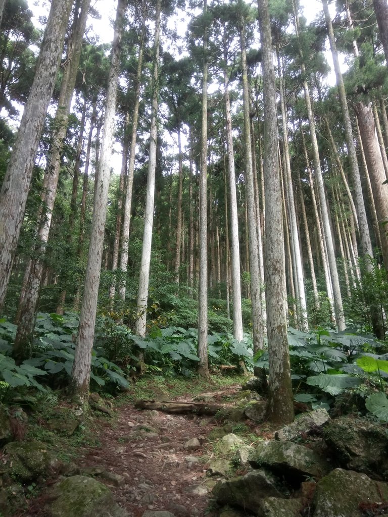 DSC_9018.JPG - 復興  東滿步道