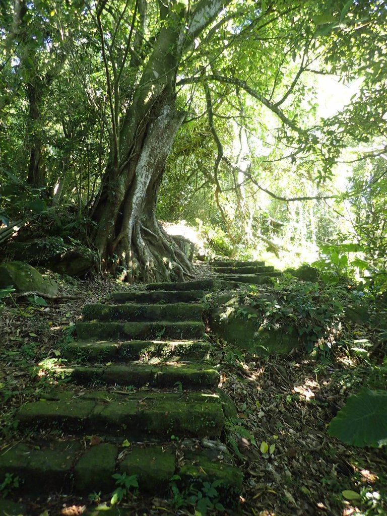 PB247138.JPG - 北投  中正山登山步道 01