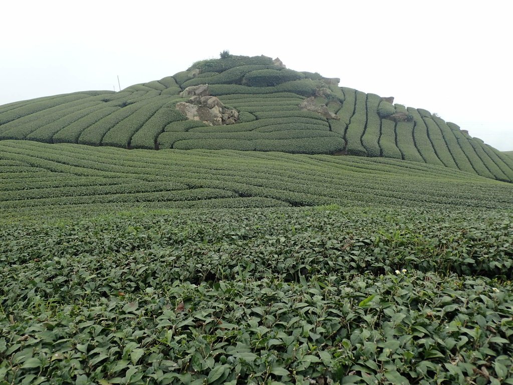 P3257855.JPG - 阿里山  隙頂茶園之美