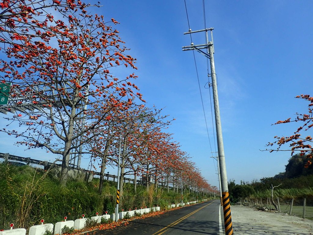 P3036249.JPG - 清水  大田產要道路  木棉花