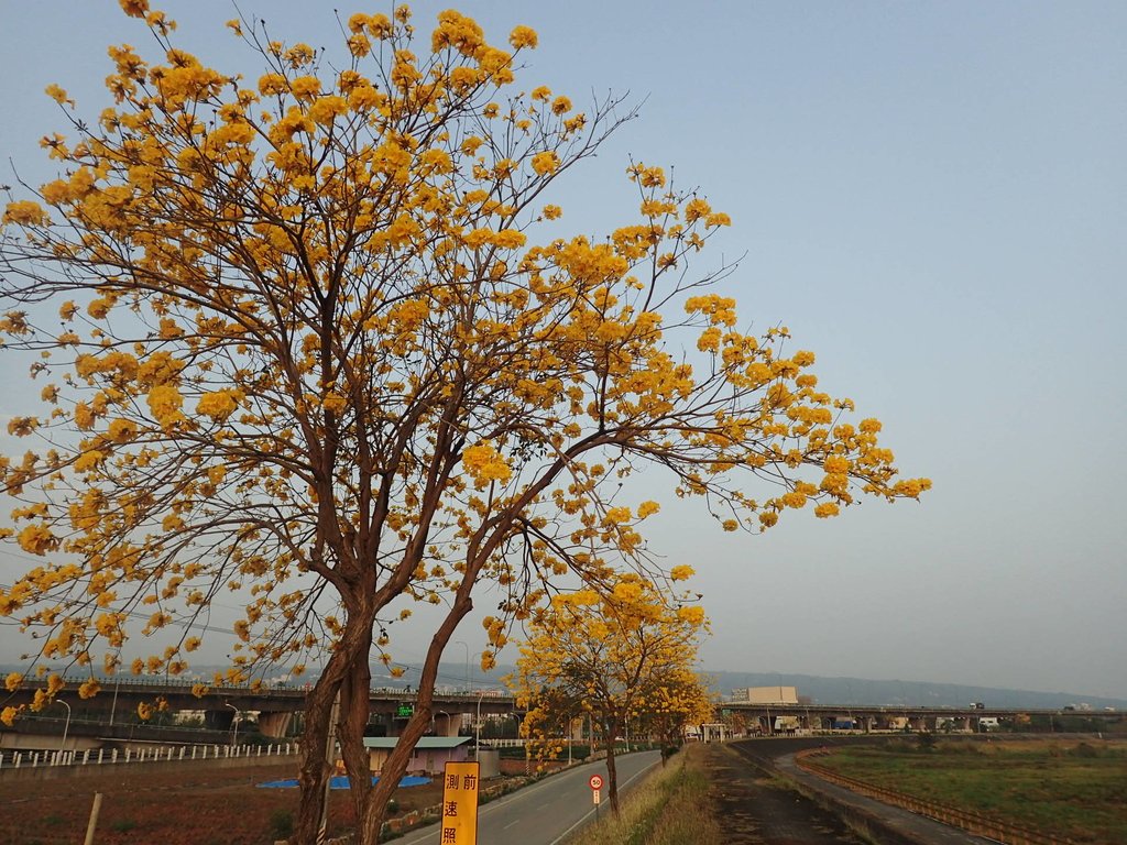 P3066271.JPG - 南投  貓羅溪畔  黃花風鈴木