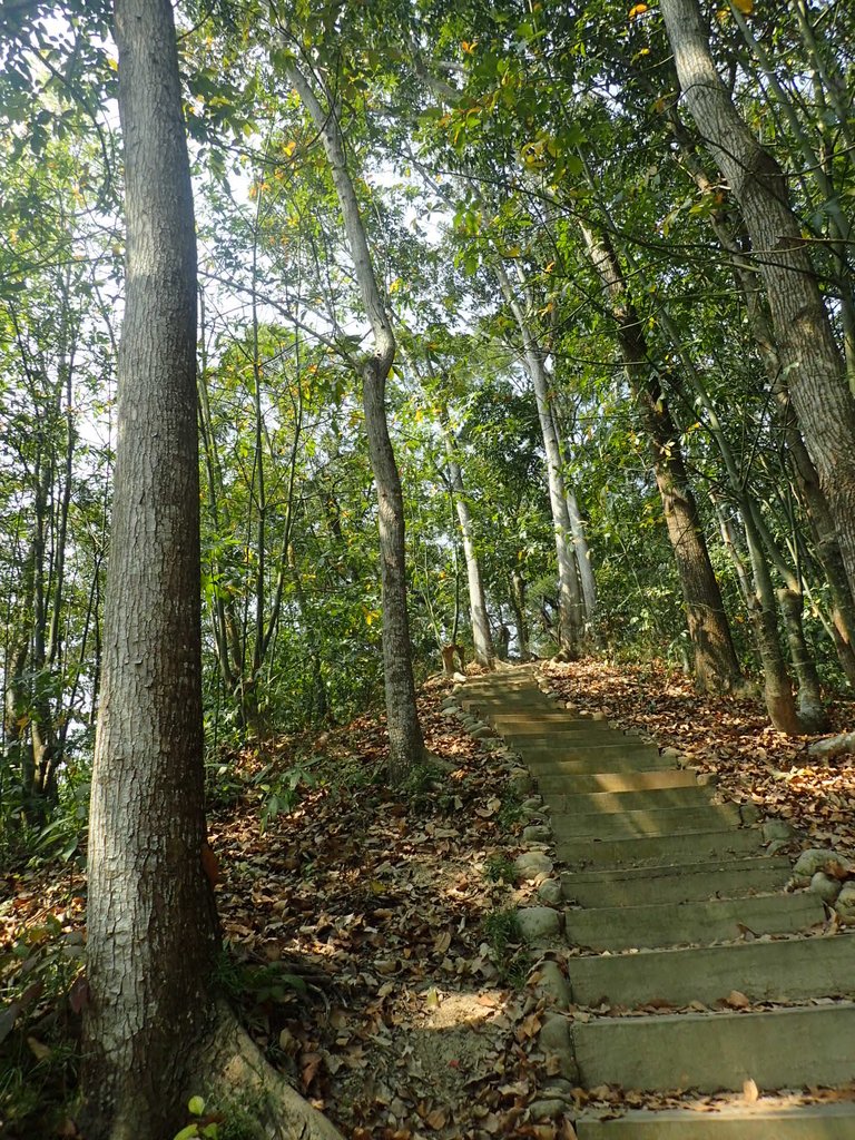 P3016041.JPG - 草屯平林  九九峰森林步道