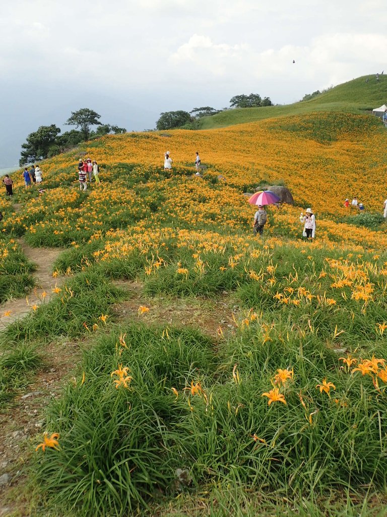 P9088014.JPG - 富里  六十石山  金針花季