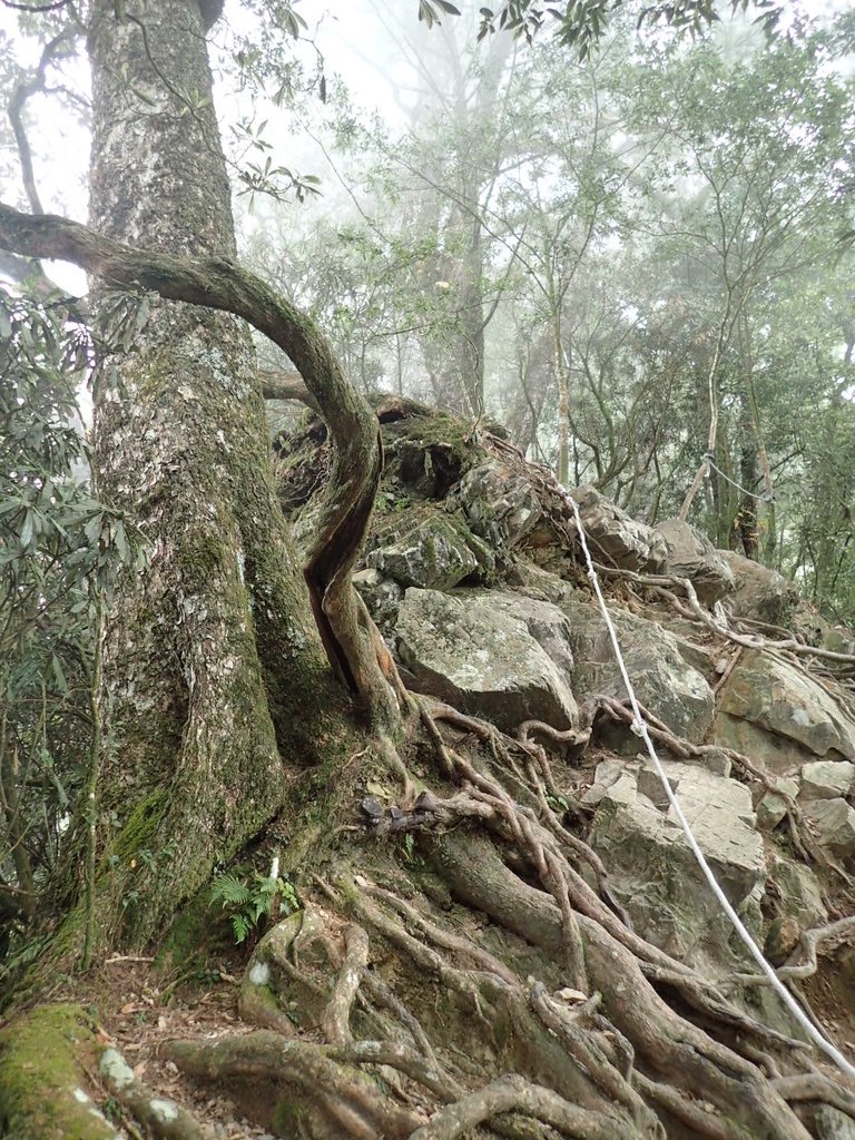 PA185688.JPG - 台中  和平  稍來山南峰