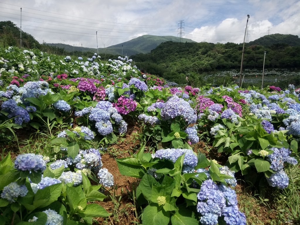 DSC_9335.JPG - 萬里  高家繡球花田