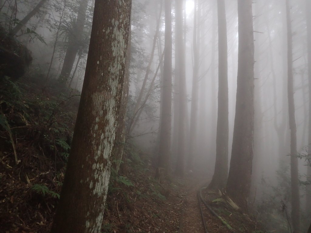 P2035018.JPG - 南庄  加里山  森林鐵道