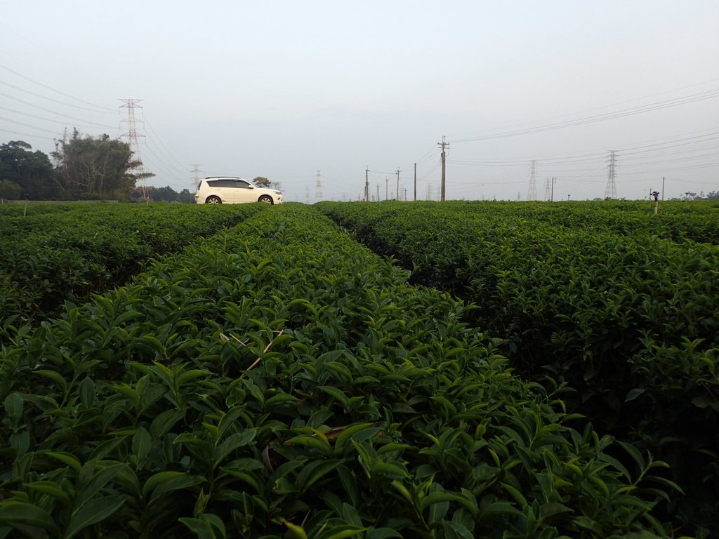 P3016203.JPG - 名間  鹿鳴茶園之  暮色沉靄