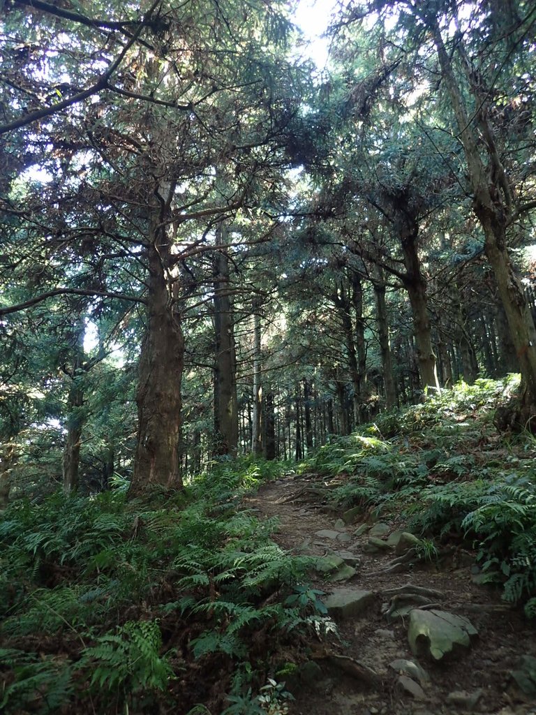 P7235828.JPG - 台中和平  長壽山登山步道  (上)