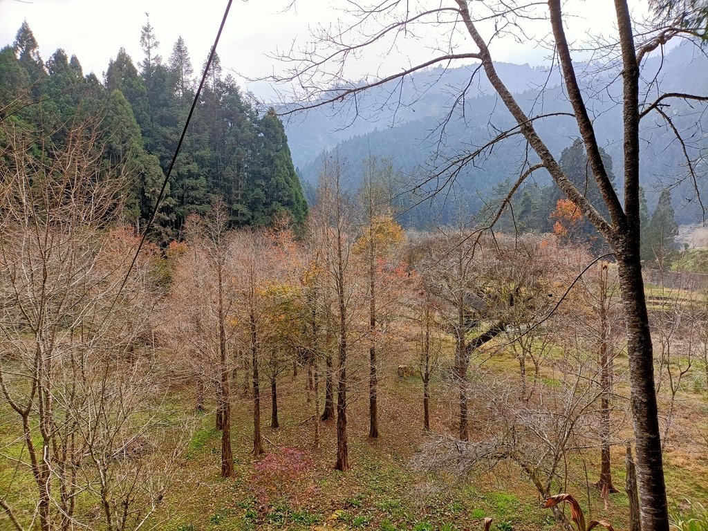 IMG20210205132158.jpg - 竹山  杉林溪森林遊樂園  路過