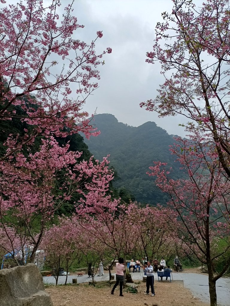 IMG20210226124429.jpg - 三峽  熊空  大熊櫻花林