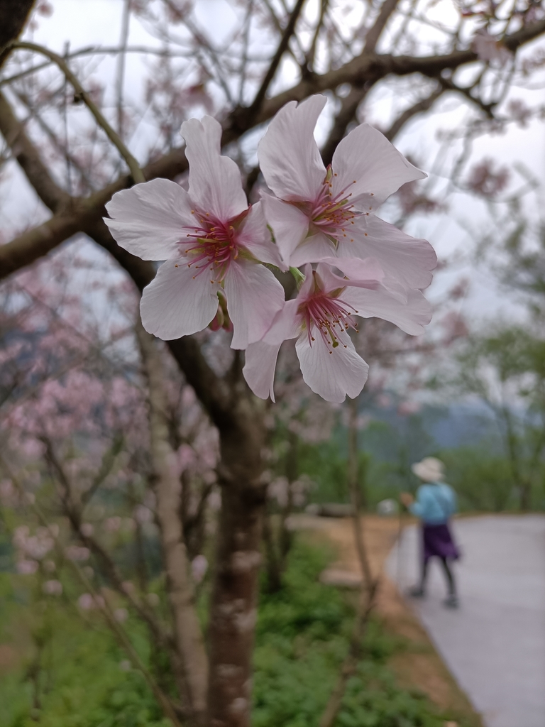 IMG20210226130345.jpg - 三峽  熊空  大熊櫻花林