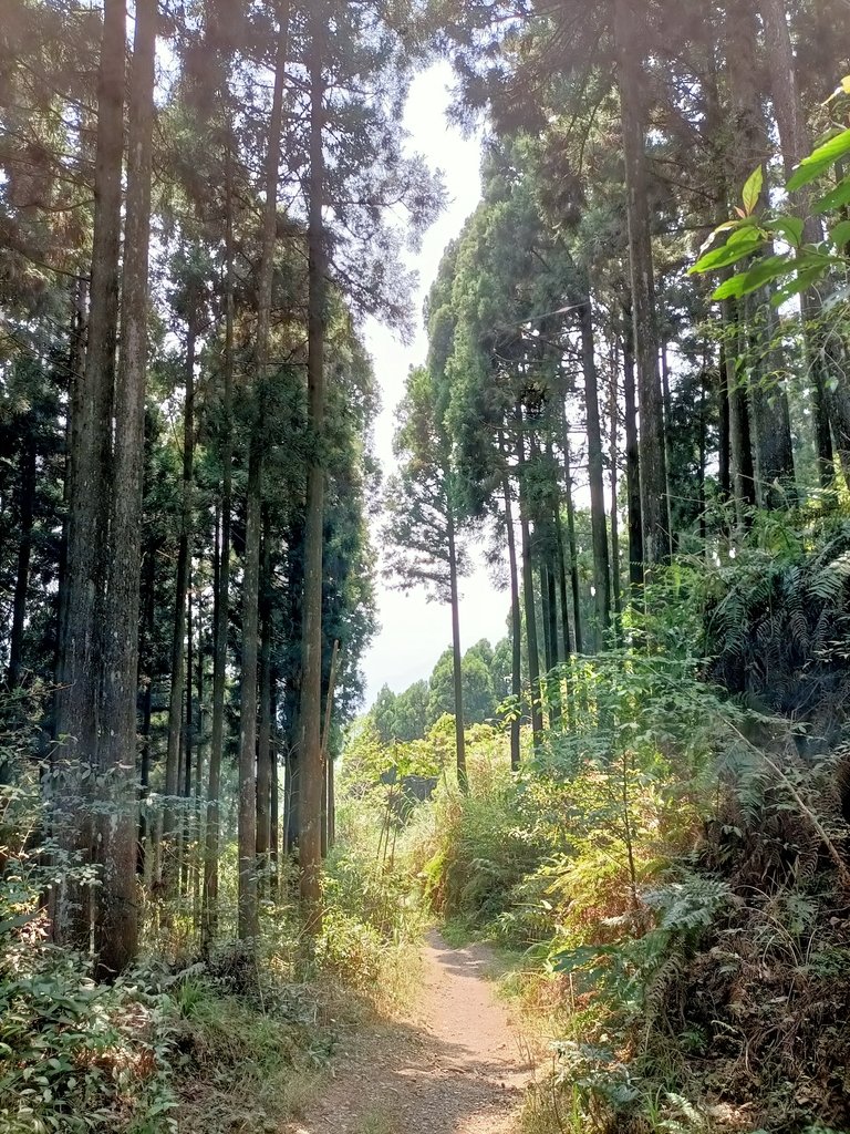 IMG20210403110410.jpg - 五峰  鵝公髻山登山步道  (02)