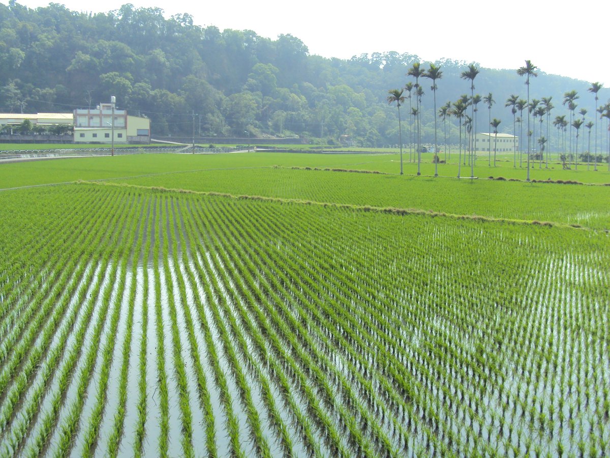 DSC02275.JPG - 外埔  土城地區田野之美