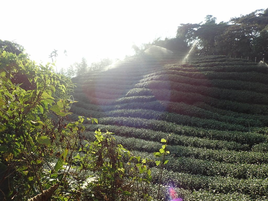 PB225330.JPG - 竹山  山坪頂茶園