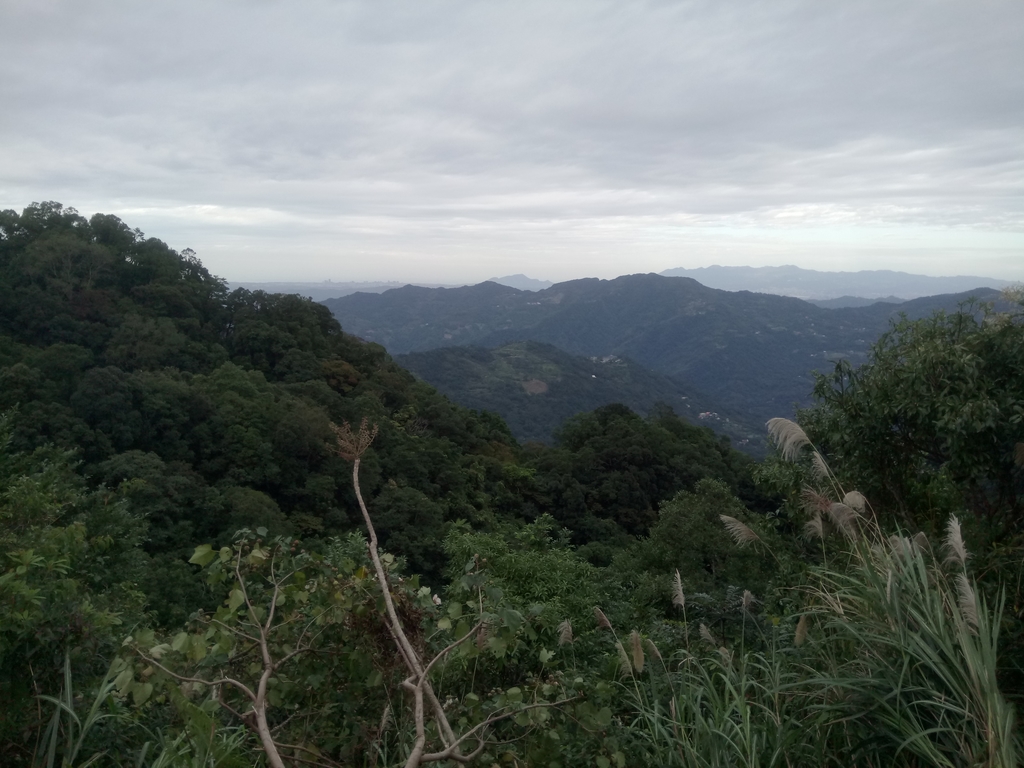 DSC_9049.JPG - 復興  東眼山森林步道