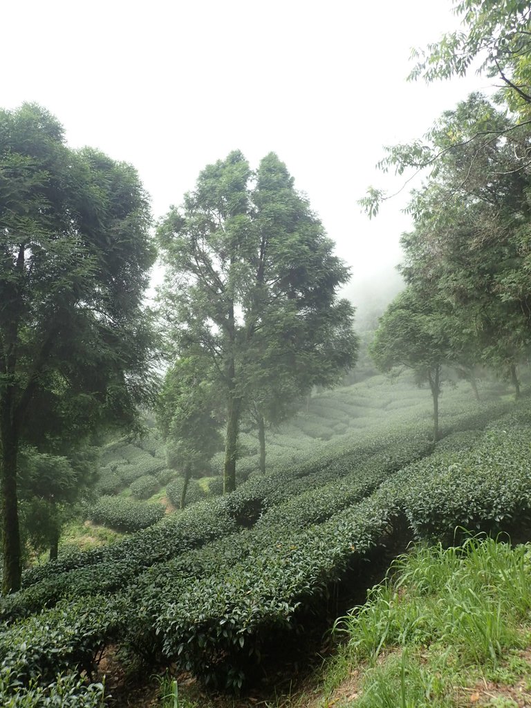 P8156576.JPG - 武界茶園  (02)