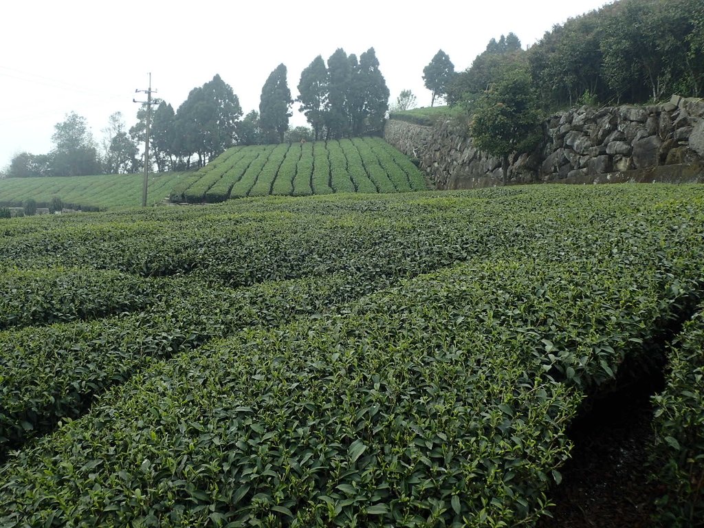 P3257865.JPG - 阿里山  隙頂茶園之美