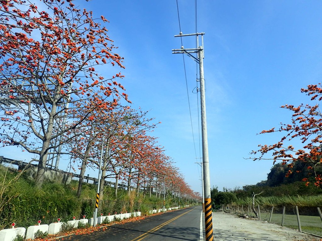 P3036250.JPG - 清水  大田產要道路  木棉花