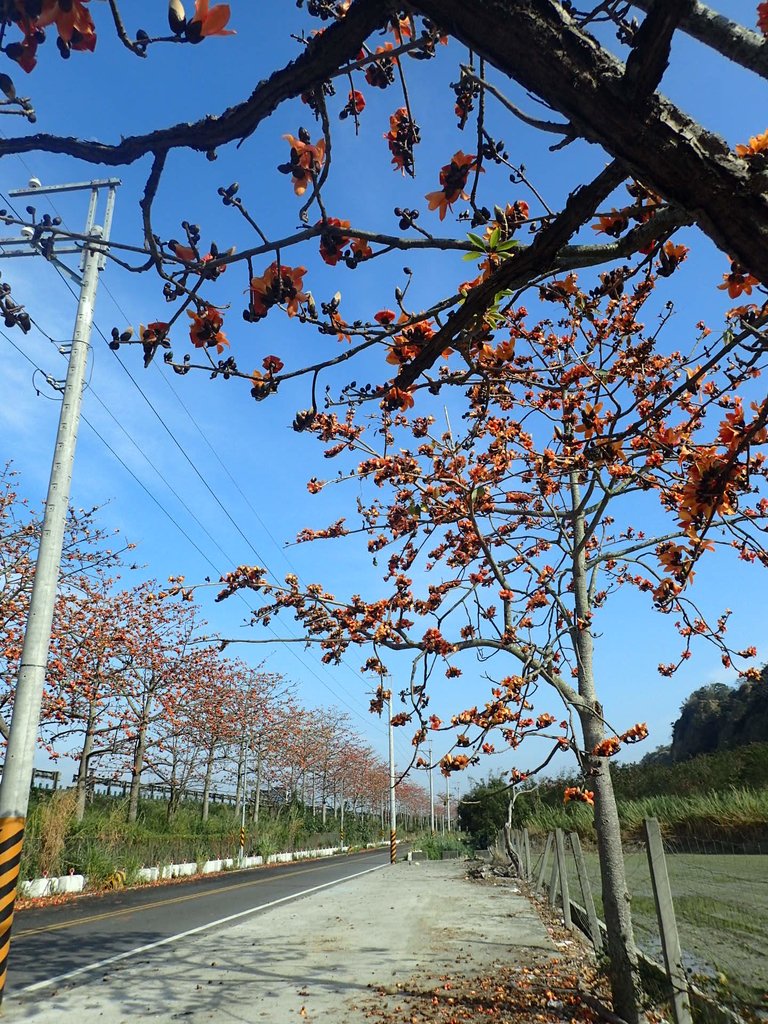 P3036252.JPG - 清水  大田產要道路  木棉花