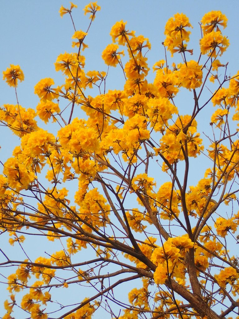 P3066289.JPG - 南投  貓羅溪畔  黃花風鈴木