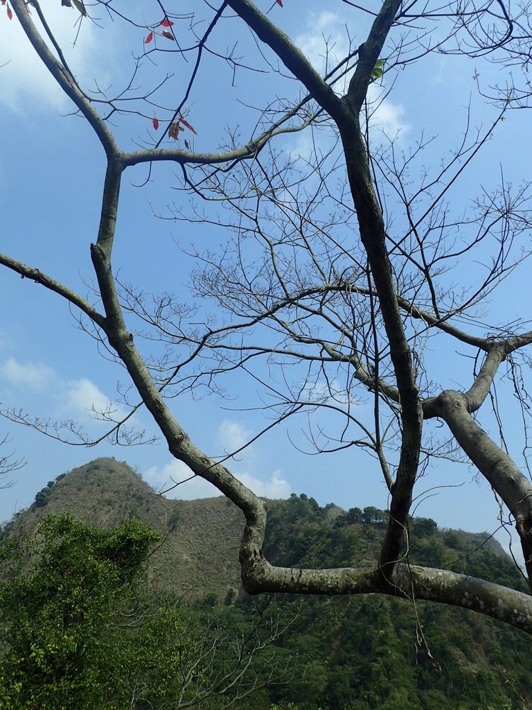 P3016049.JPG - 草屯平林  九九峰森林步道