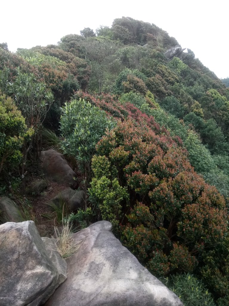 DSC_7032.JPG - 汐止  金面山(金明山)  稜線步道