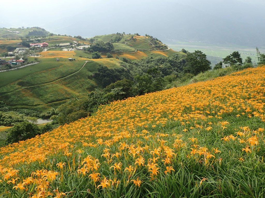 P9088016.JPG - 富里  六十石山  金針花季