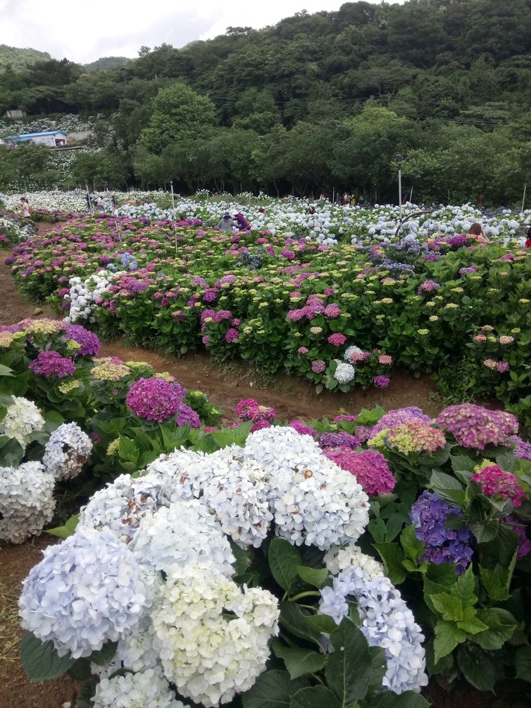 DSC_9339.JPG - 萬里  高家繡球花田