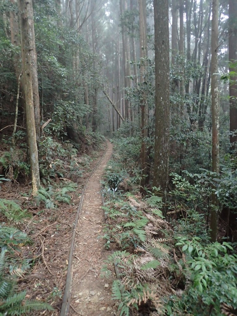 P2034976.JPG - 南庄  加里山  森林鐵道