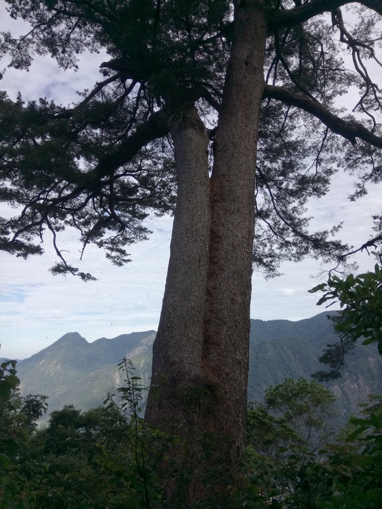 DSC_9889.JPG - 谷關  斯巴可步道