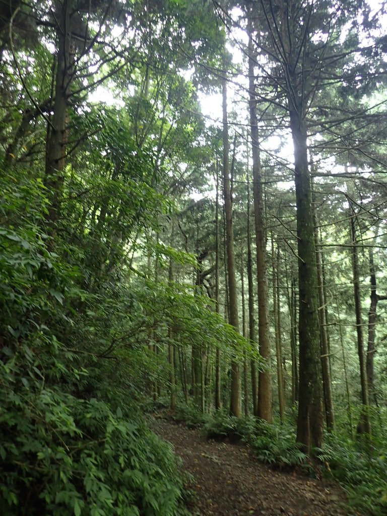 P7235906.JPG - 台中和平  長壽山登山步道  (上)