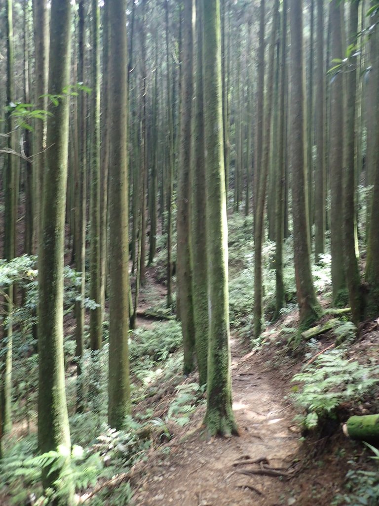 P7235876.JPG - 台中和平  長壽山登山步道  (下)