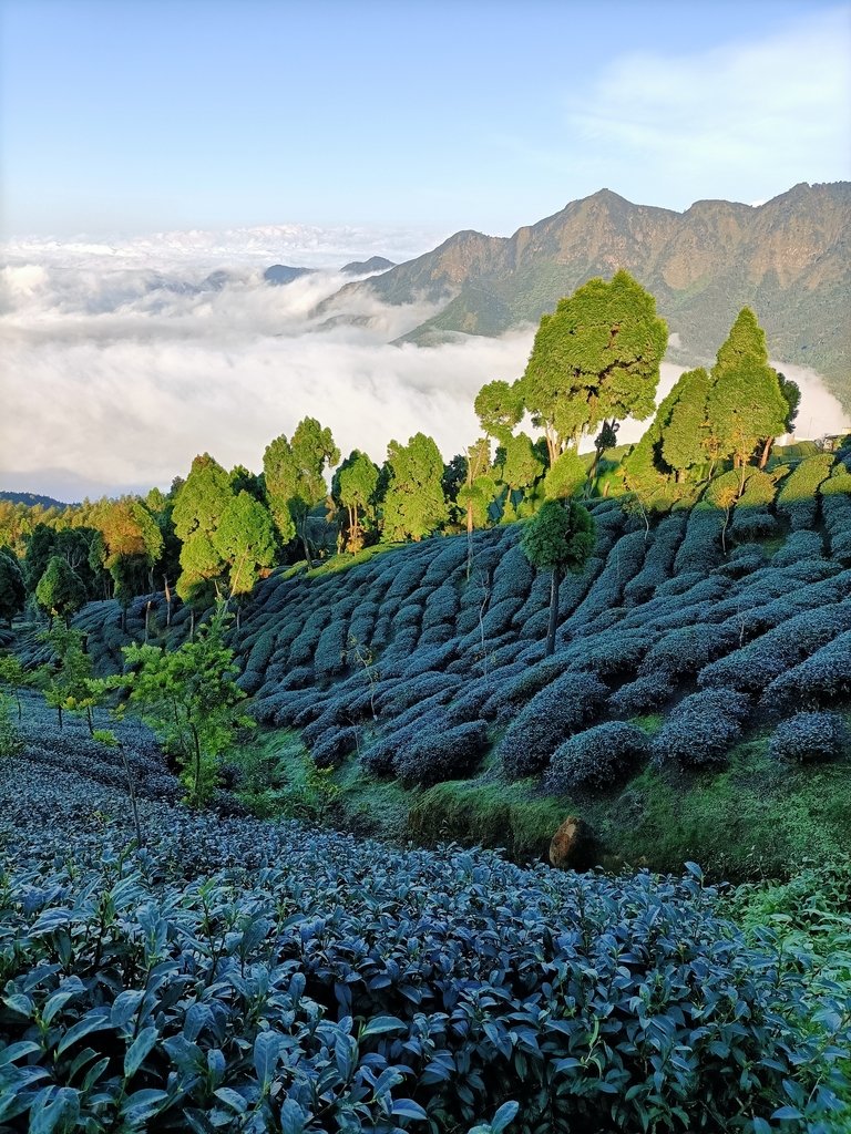 IMG20210107160736.jpg - 鹿谷  大崙山觀光茶園  (01)