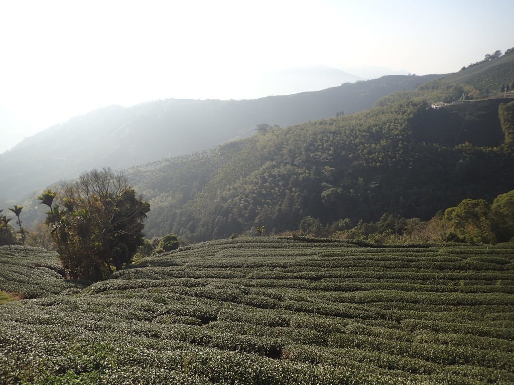 P1306592.JPG - 雲嘉連峰之  太平山  梨子腳山