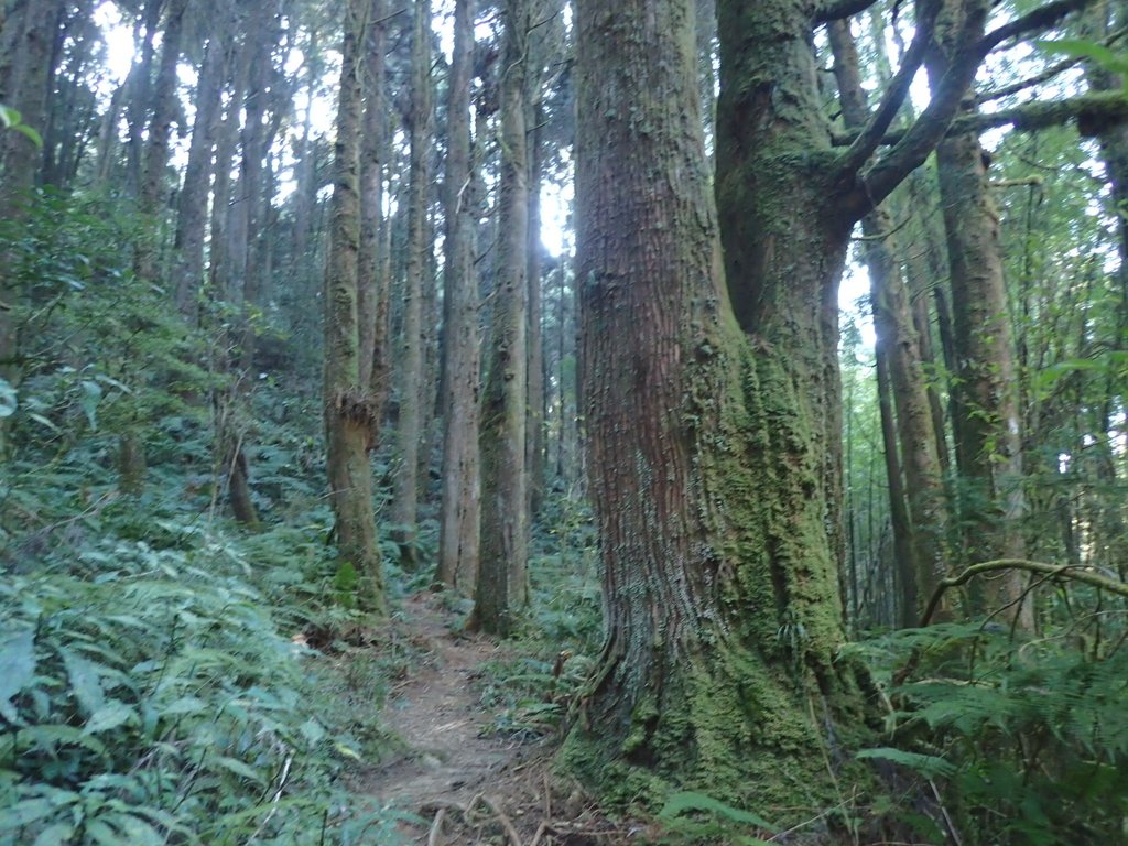 P2056631.JPG - 竹山  嶺頭山  金柑樹山