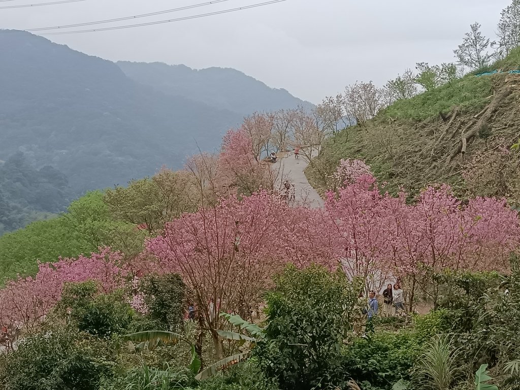 IMG20210226125610.jpg - 三峽  熊空  大熊櫻花林