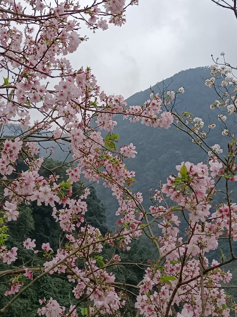 IMG20210226130432.jpg - 三峽  熊空  大熊櫻花林