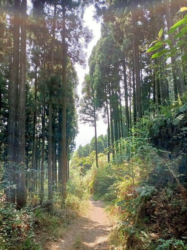 IMG20210403110412.jpg - 五峰  鵝公髻山登山步道  (02)