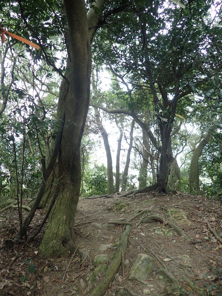 P2167984.JPG - 三峽  鳶尾山登山步道