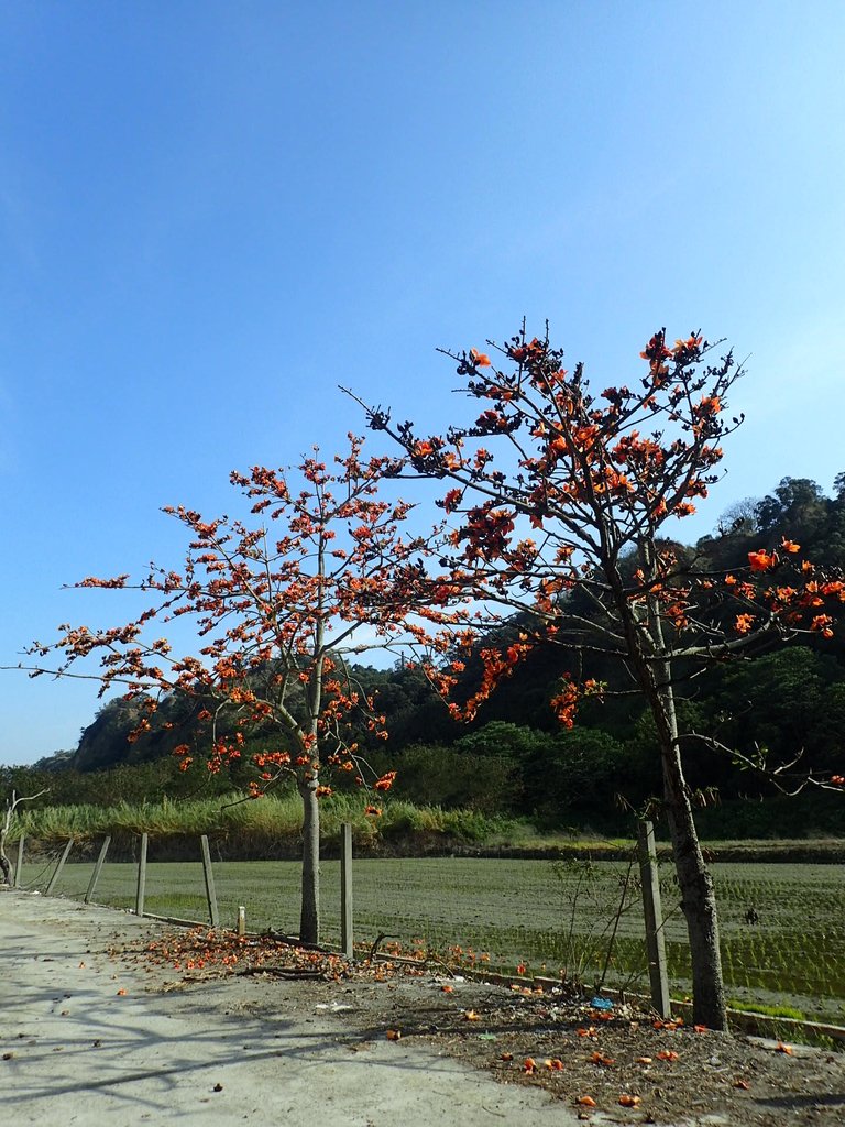 P3036251.JPG - 清水  大田產要道路  木棉花