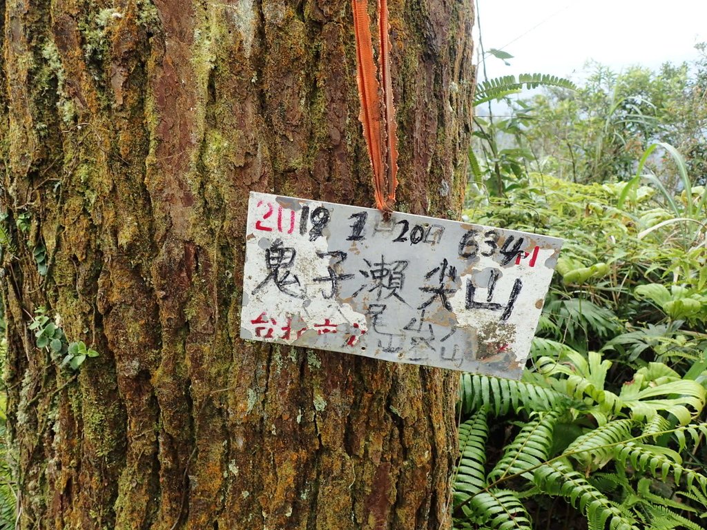 P3170400.JPG - 坪林  鬼子賴尖山