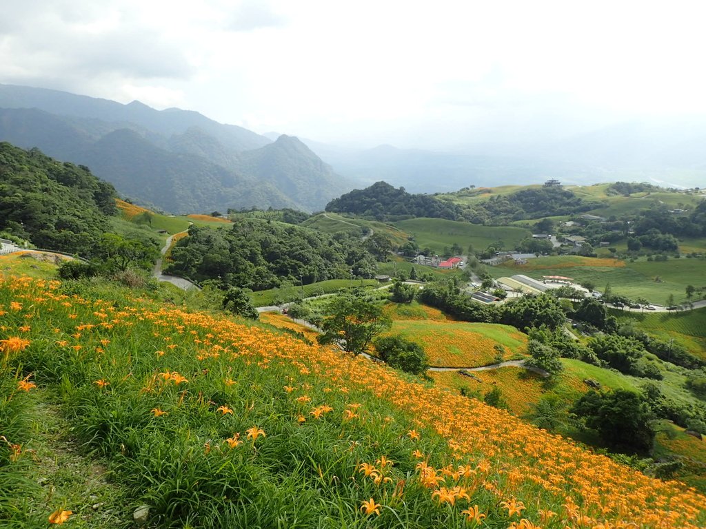 P9088019.JPG - 富里  六十石山  金針花季