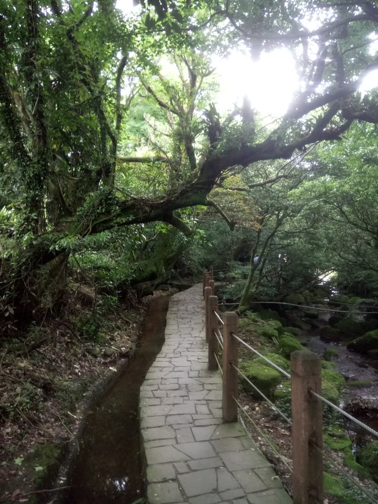 DSC_1460.JPG - 陽明山  高家繡球花園