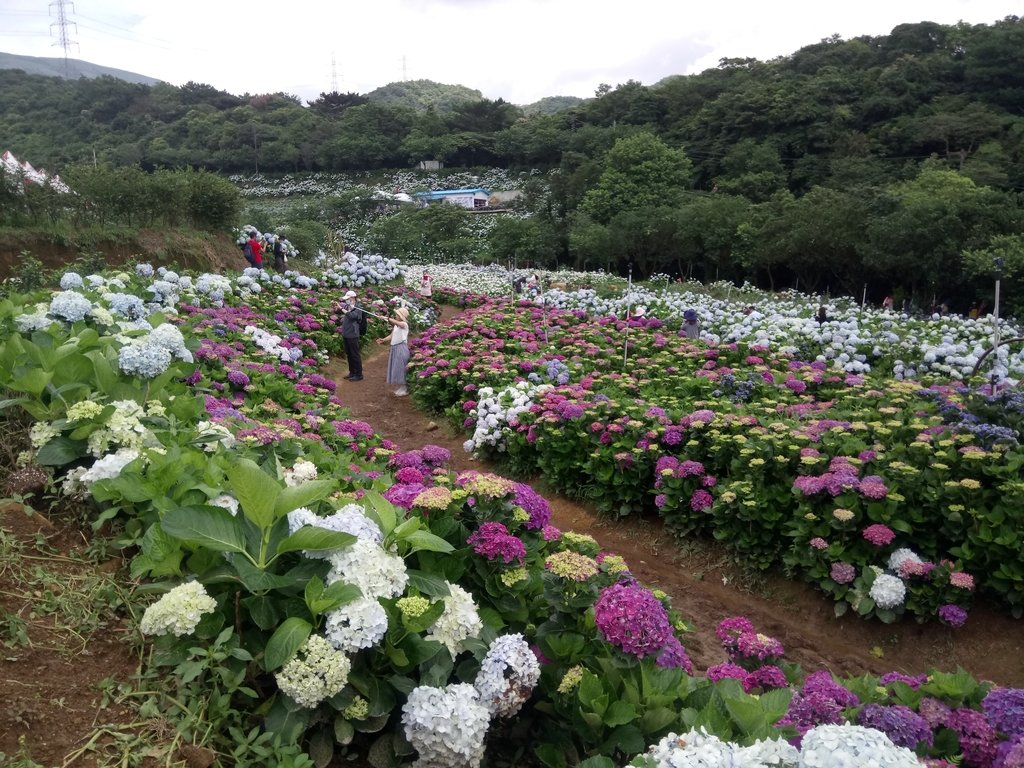 DSC_9341.JPG - 萬里  高家繡球花田