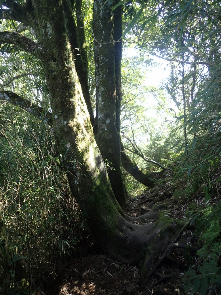 P2034862.JPG - 南庄  加里山